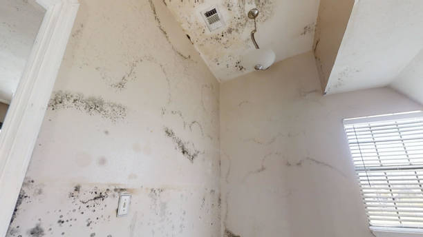 Mold Remediation for Vacation Homes in Glen Ellen, CA