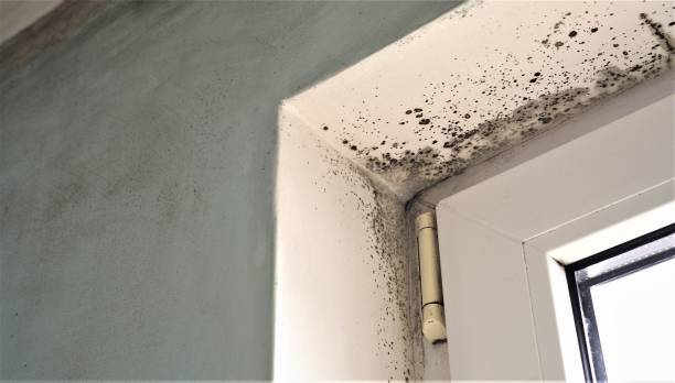 Glen Ellen, CA Mold Removal Company
