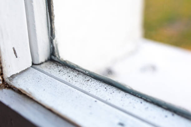Best Water Damage & Mold Remediation  in Glen Ellen, CA