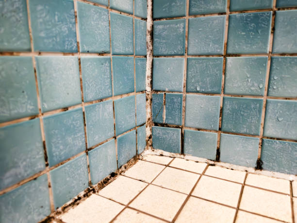 Best Forensic Mold Investigation  in Glen Ellen, CA