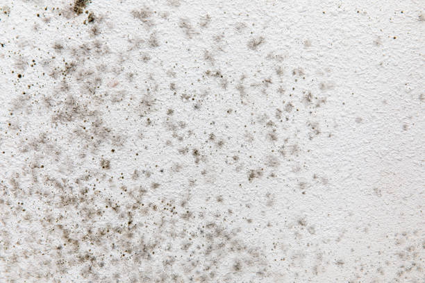 Best Real Estate Mold Inspection  in Glen Ellen, CA