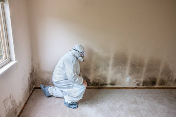 Best Crawl Space Mold Remediation  in Glen Ellen, CA